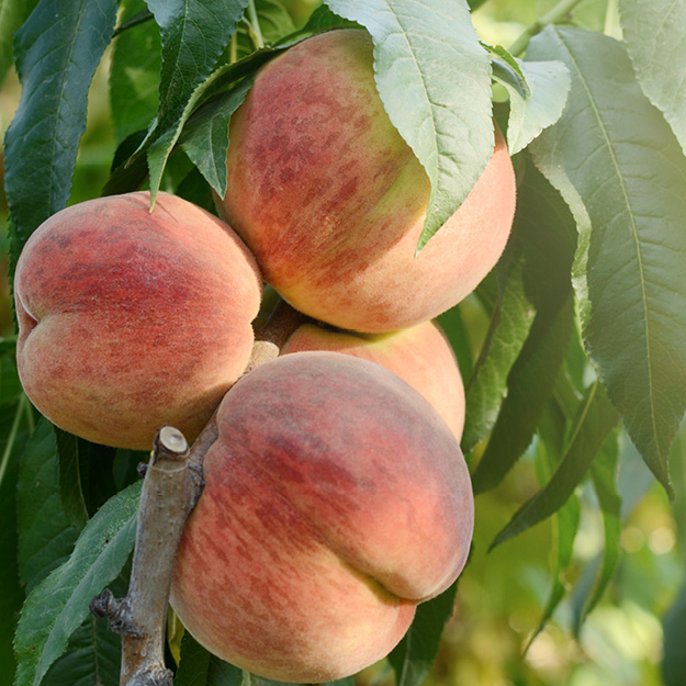 bfi_Fpeaches