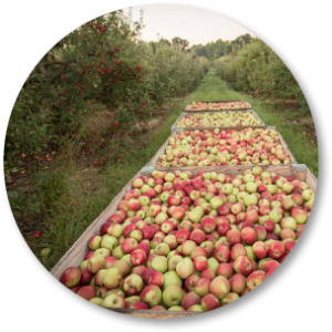 bfi_apple-150x150@2x